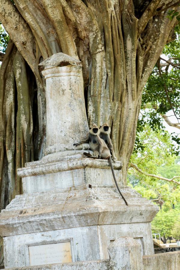 Malwathu Oya Caravan Park Panzió Anuradhapura Kültér fotó