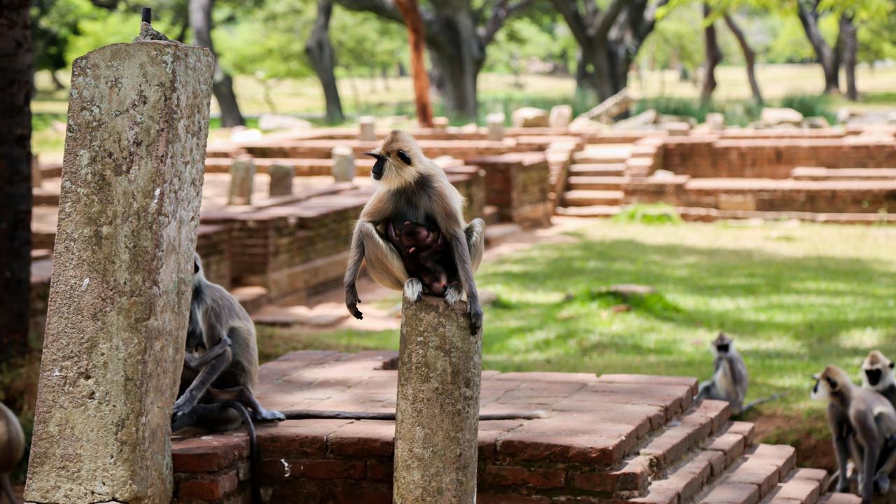 Malwathu Oya Caravan Park Panzió Anuradhapura Kültér fotó